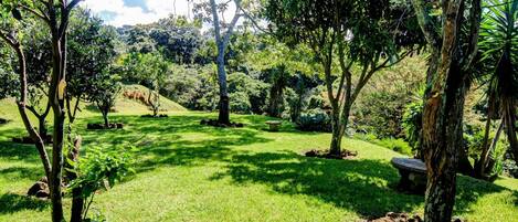 Un rigoglioso giardino con diversi alberi e una panchina in pietra.
