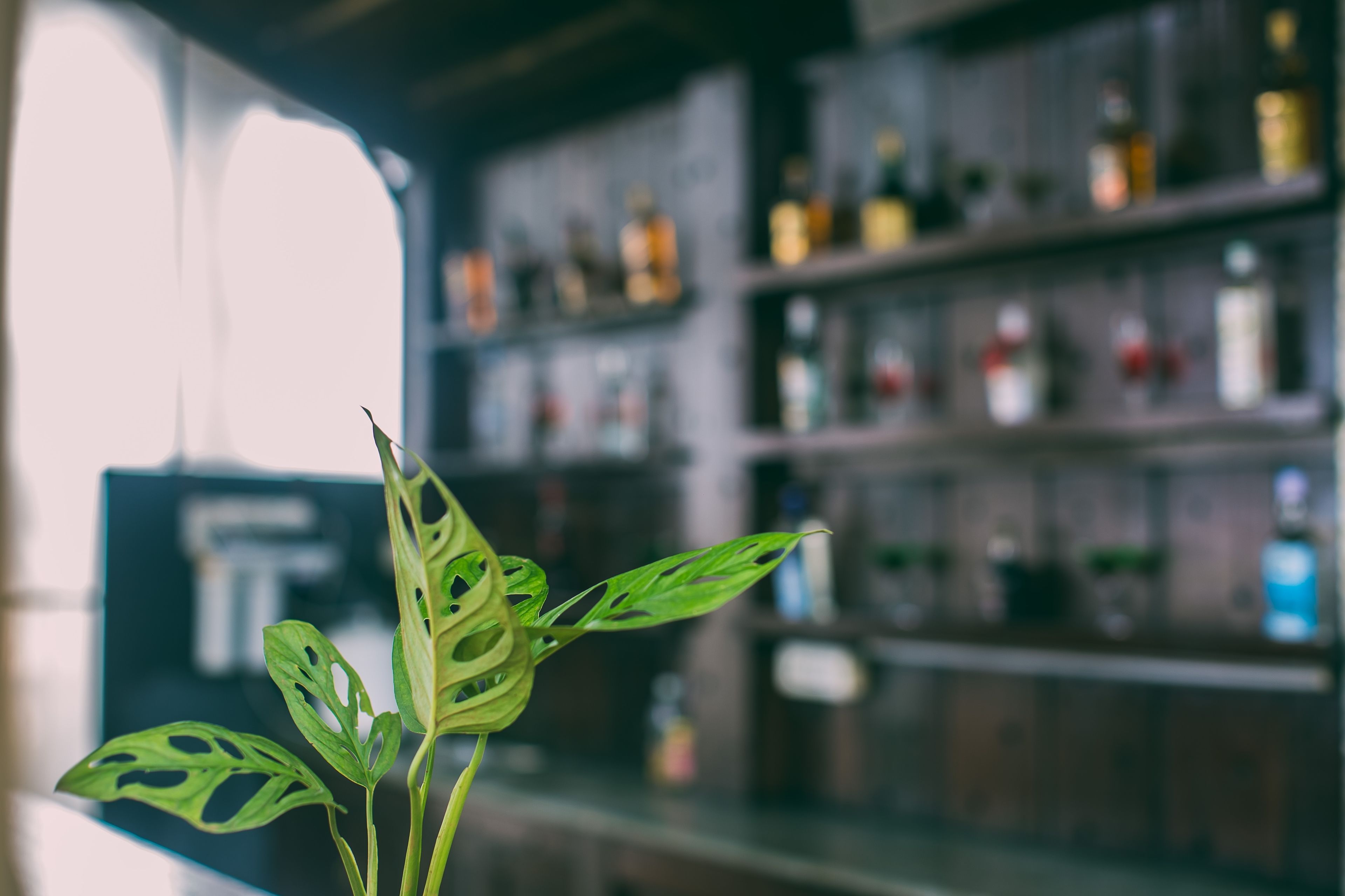 A plant with large, irregular leaves in a bar setting with shelves of bottles in the background.
