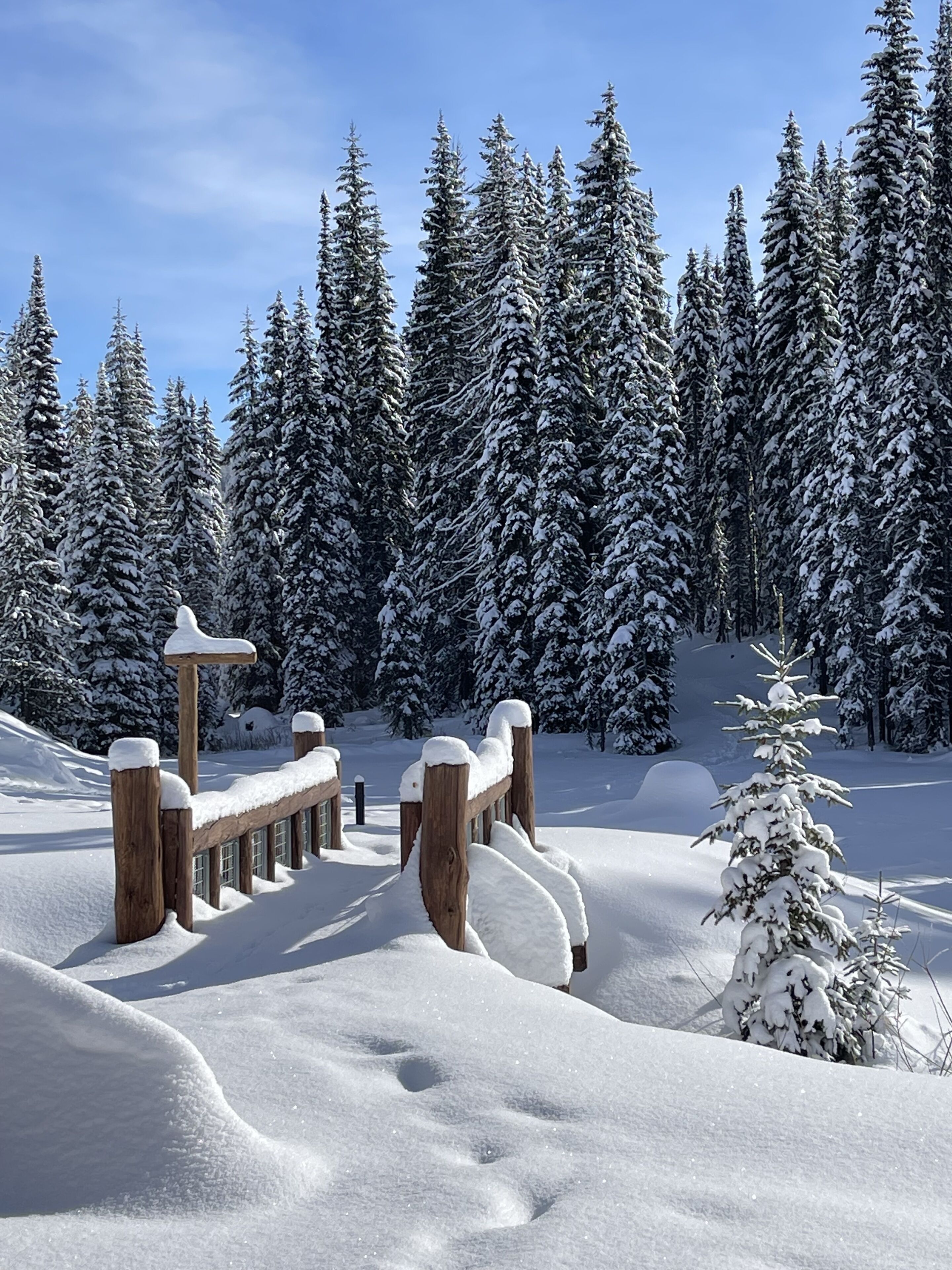 Paisaje nevado con cercas de madera y árboles cubiertos de nieve.