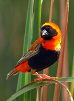 Un pájaro posado en una planta.