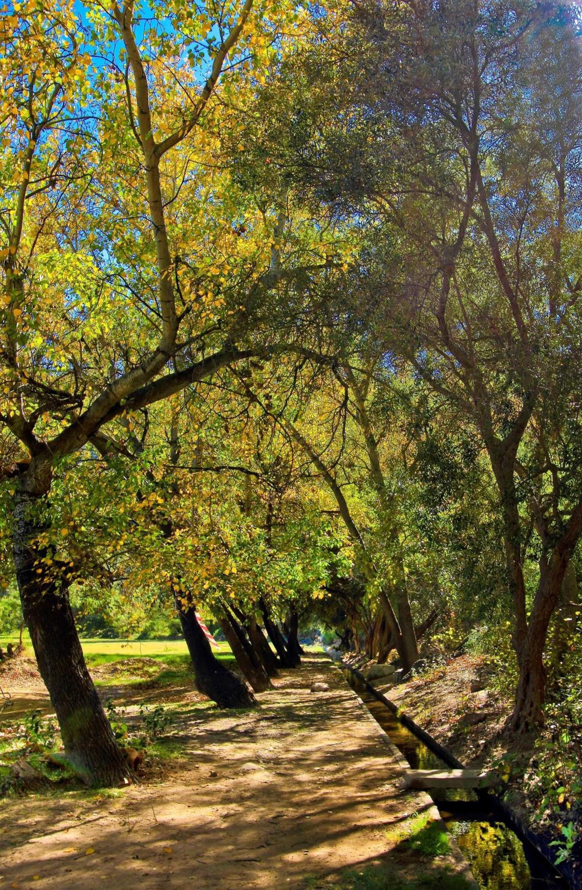 A tree-lined path in a park.