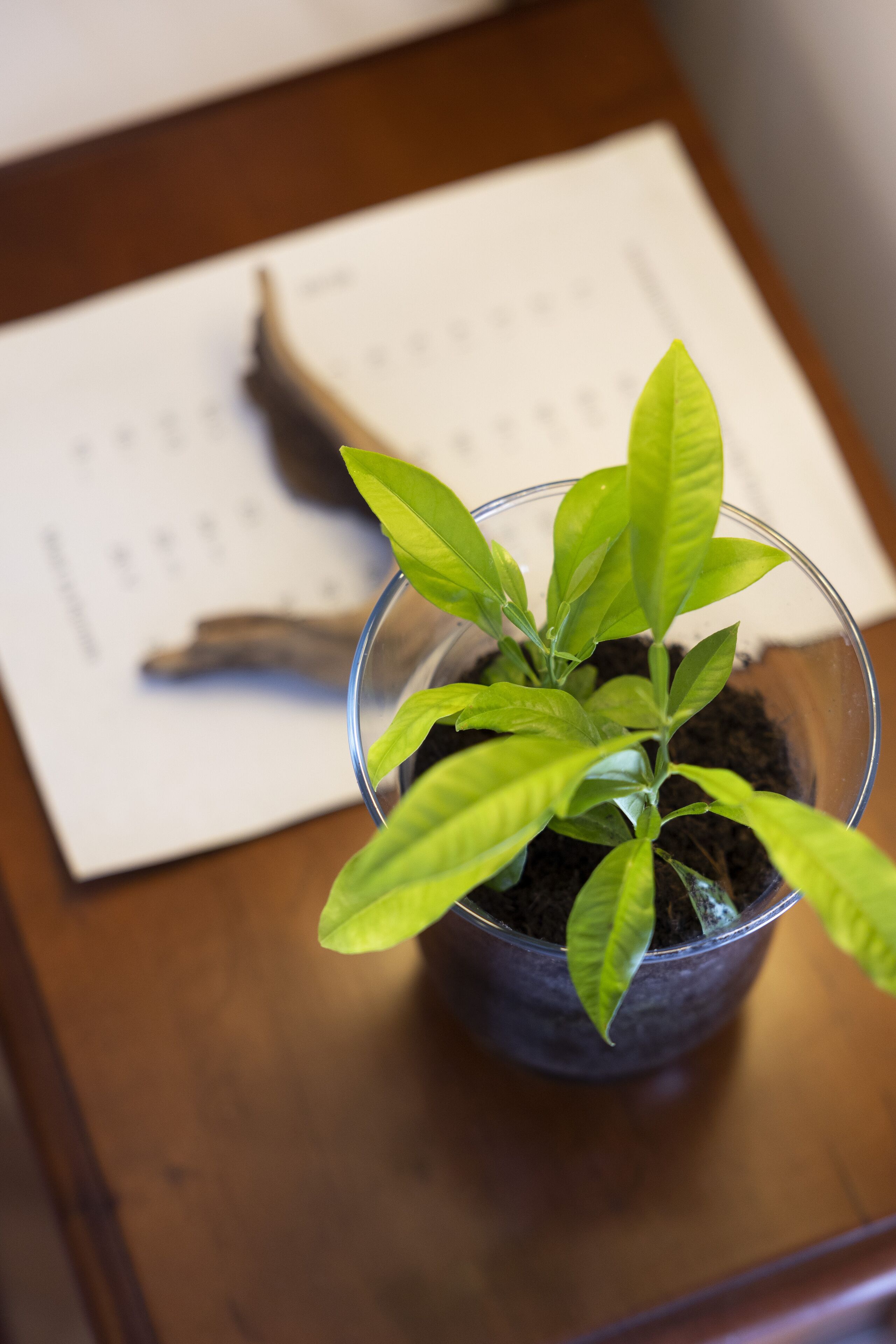 A potted plant with green leaves on a wooden surface.