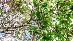 Un groupe dense de feuilles vertes et de fleurs blanches sur un arbre.