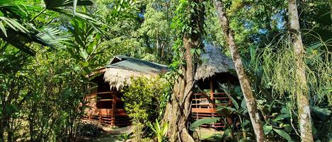 A rustic wooden cabin nestled in a lush forest, surrounded by dense foliage and a clear path leading to it.