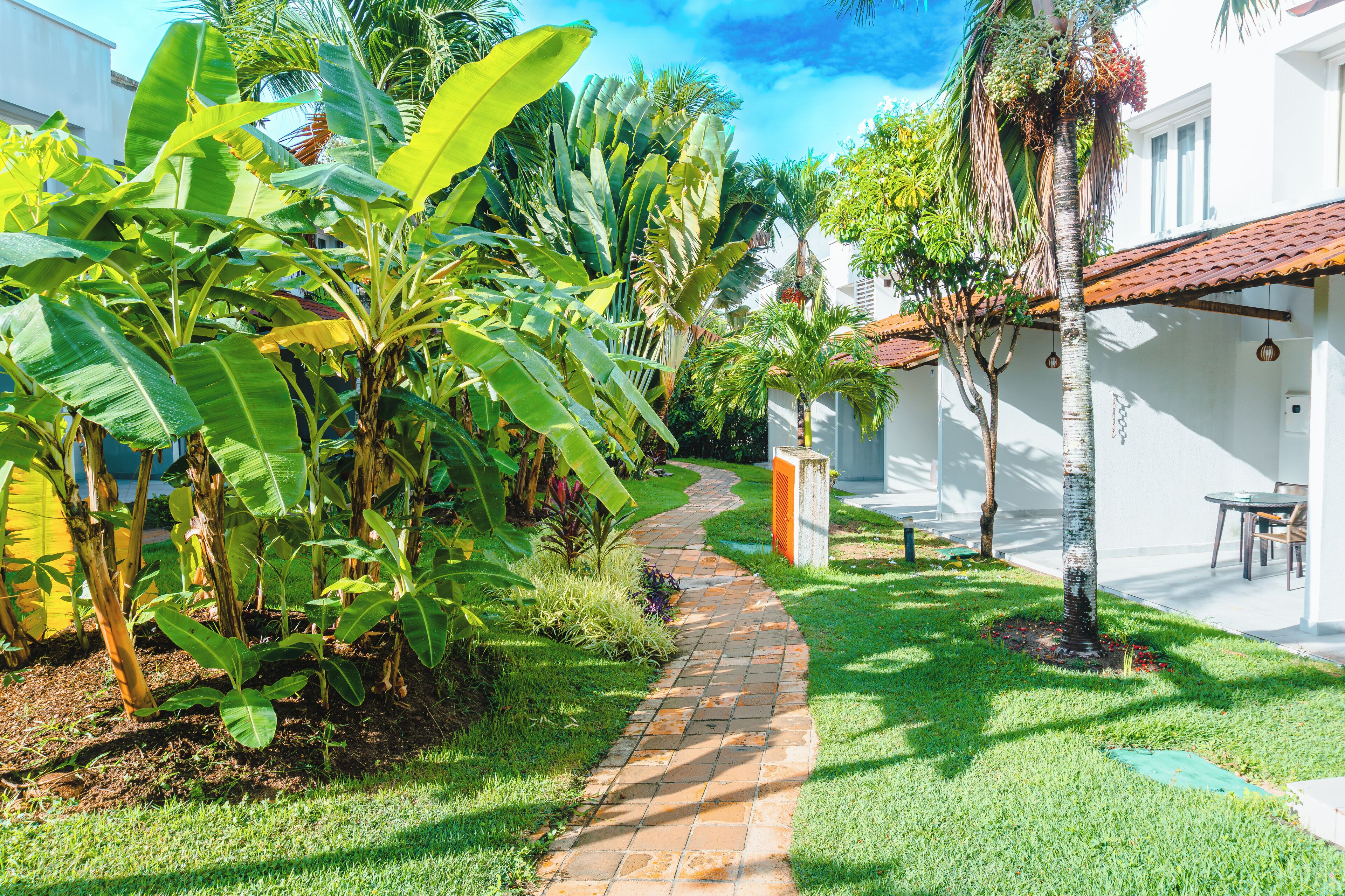 A pathway leading through a lush garden with banana trees and a palm tree, flanked by white buildings with a tiled roof.