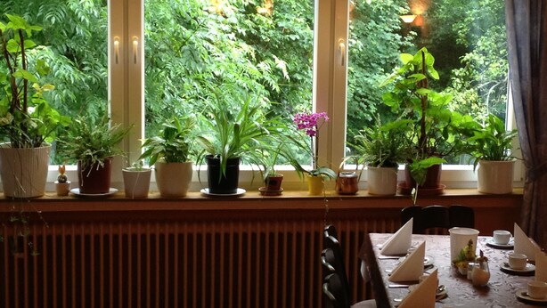 A dining area with a table set for four, a radiator below the windows, and various potted plants on the windowsill. - Hotel Holl (Cochem)