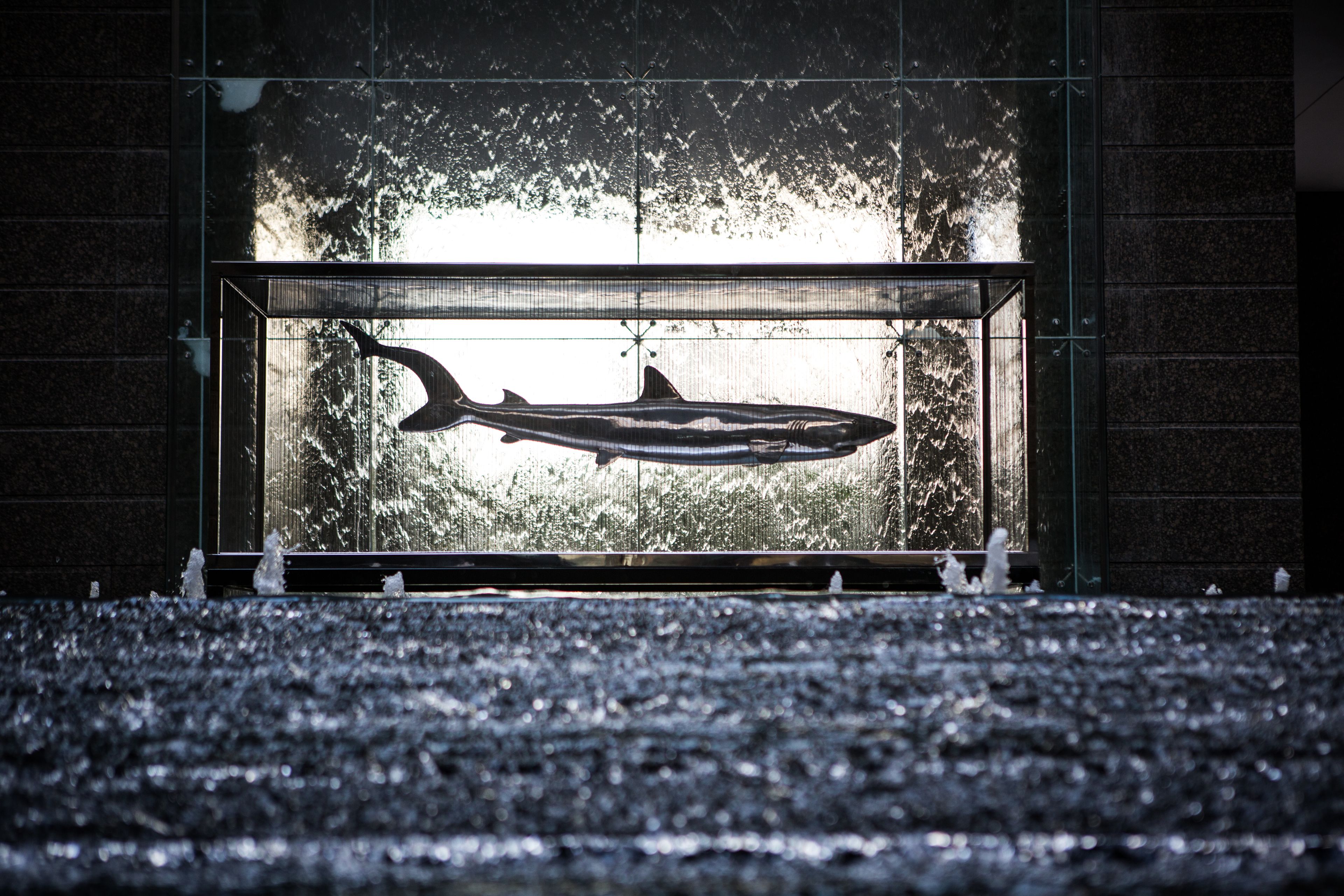 A shark silhouette in a glass enclosure, viewed through a window with a brick wall background.