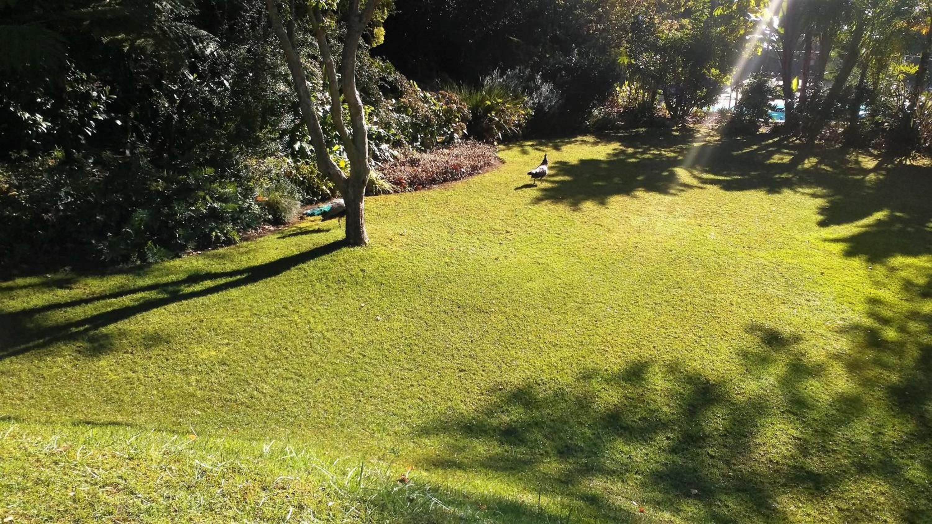 A well-maintained grassy area with trees and shrubs, likely part of a garden or park setting.