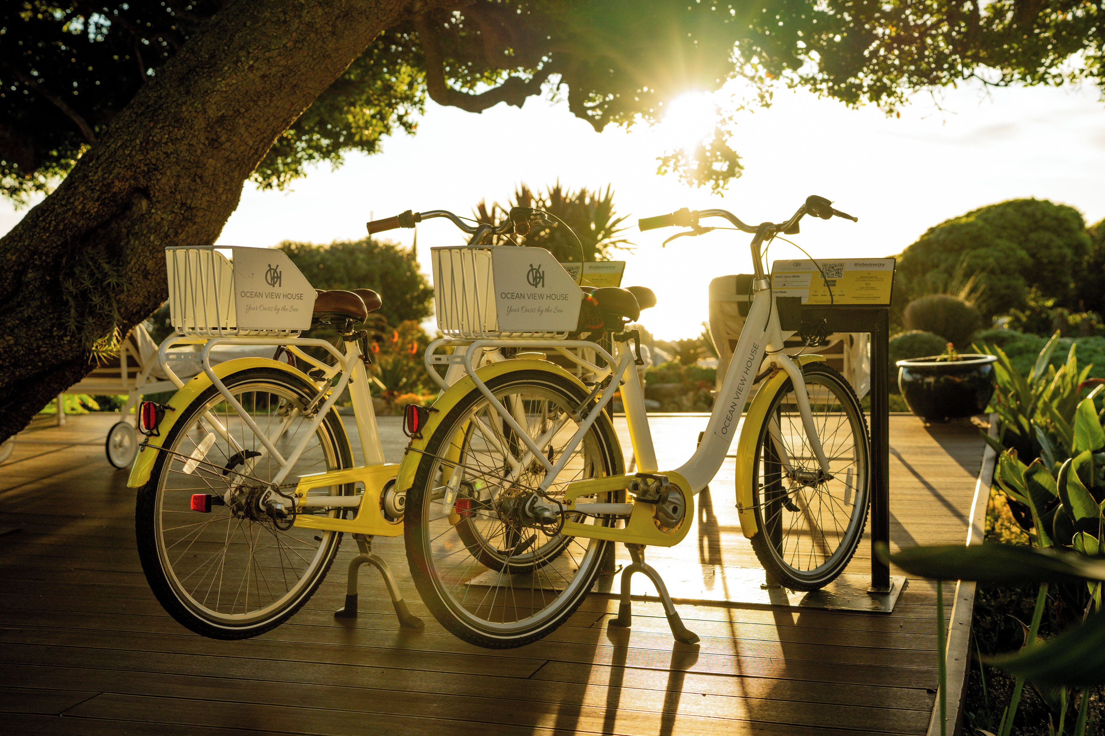 Two bicycles parked under a tree with signs indicating 'Ocean View House.'