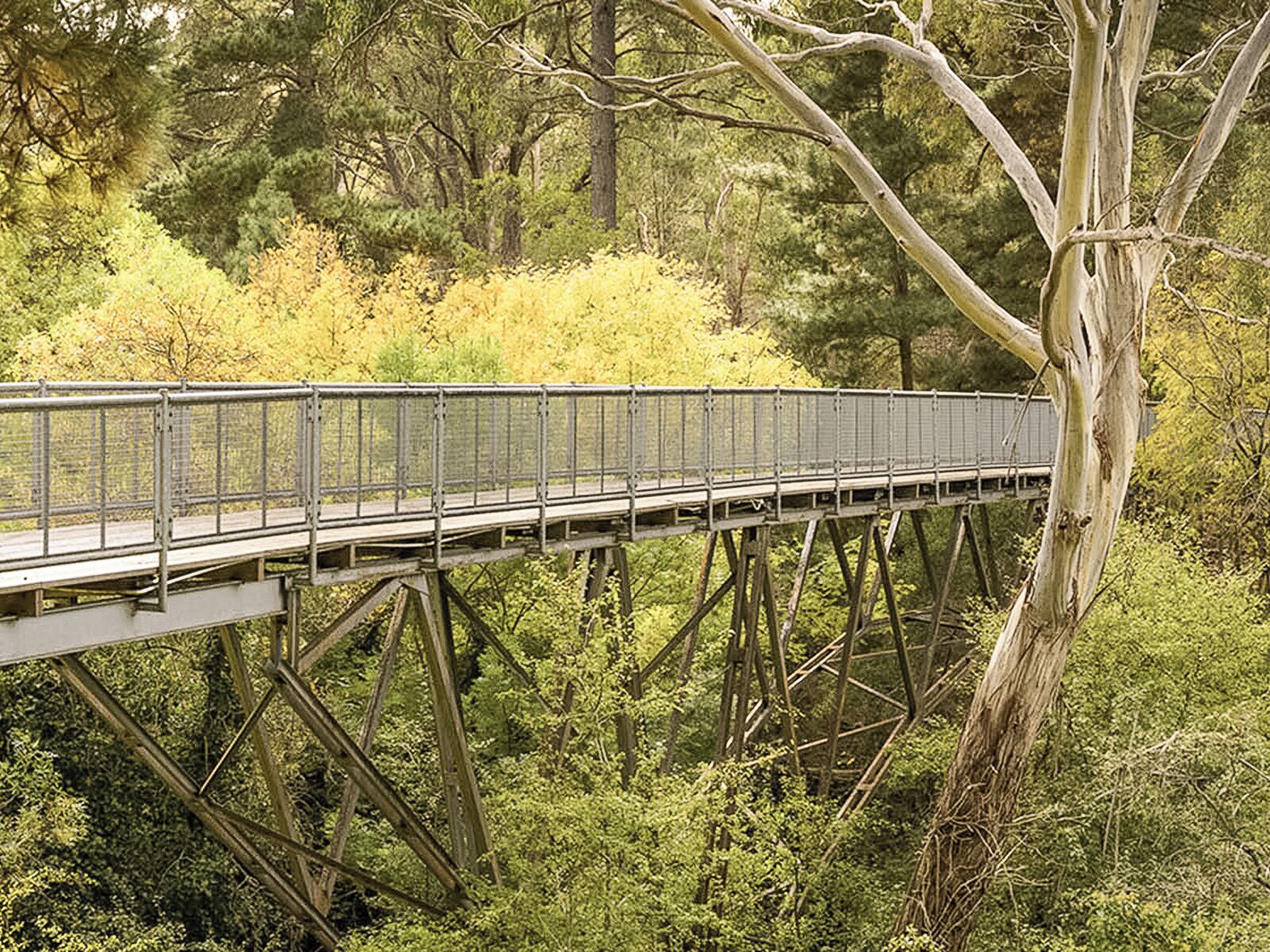 A metal bridge with railings, supported by a steel structure, spanning over a forested area with dense trees and undergrowth.