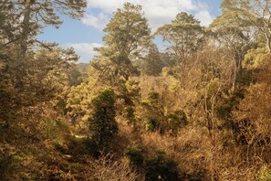 Un bosque tupido con diversos árboles y arbustos.