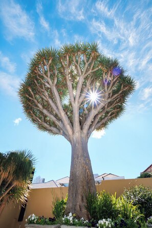 A large tree with a wide canopy, surrounded by a garden with various plants and flowers. - Sundown Manor Guest House (Cape Town)