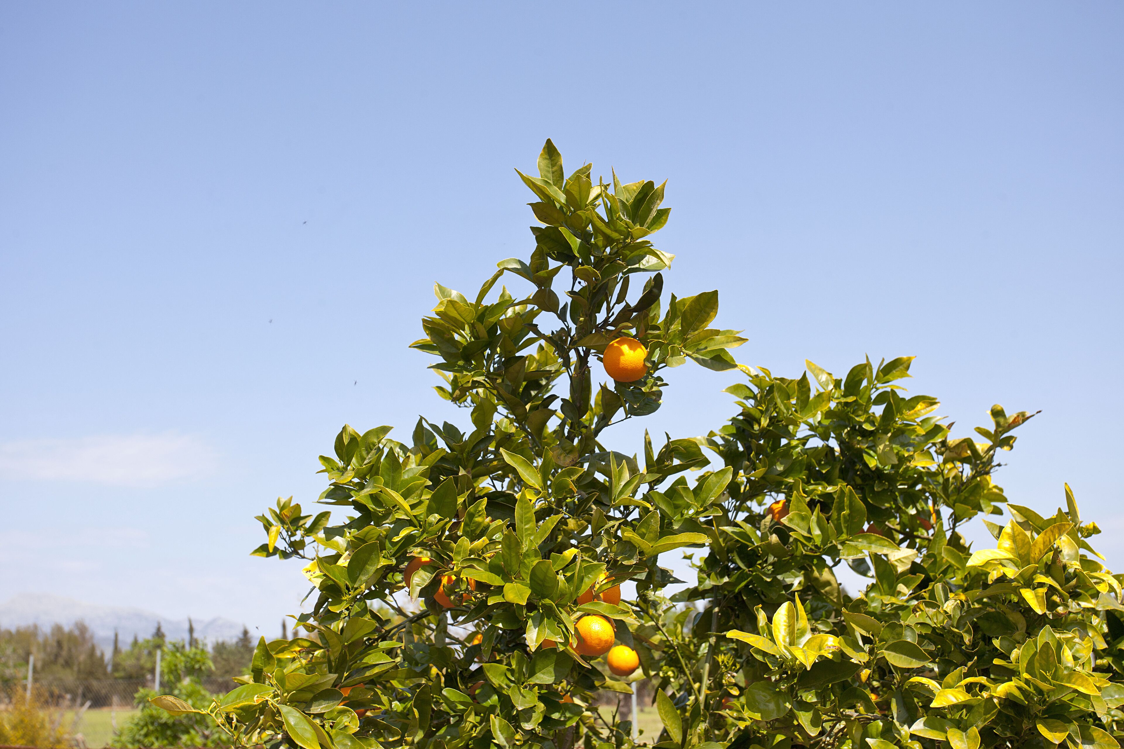 Foto - Agroturismo Es Quatre Cantons