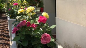 A planter box with pink and yellow flowers, a metal railing, and a building wall. - Brenta Milano (Milan)