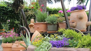 Una variedad de plantas y flores en macetas en un jardín.