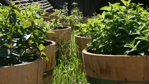 Un giardino con diverse piante in fioriere di legno.