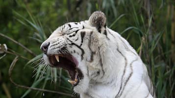 Un tigre dans son environnement naturel.