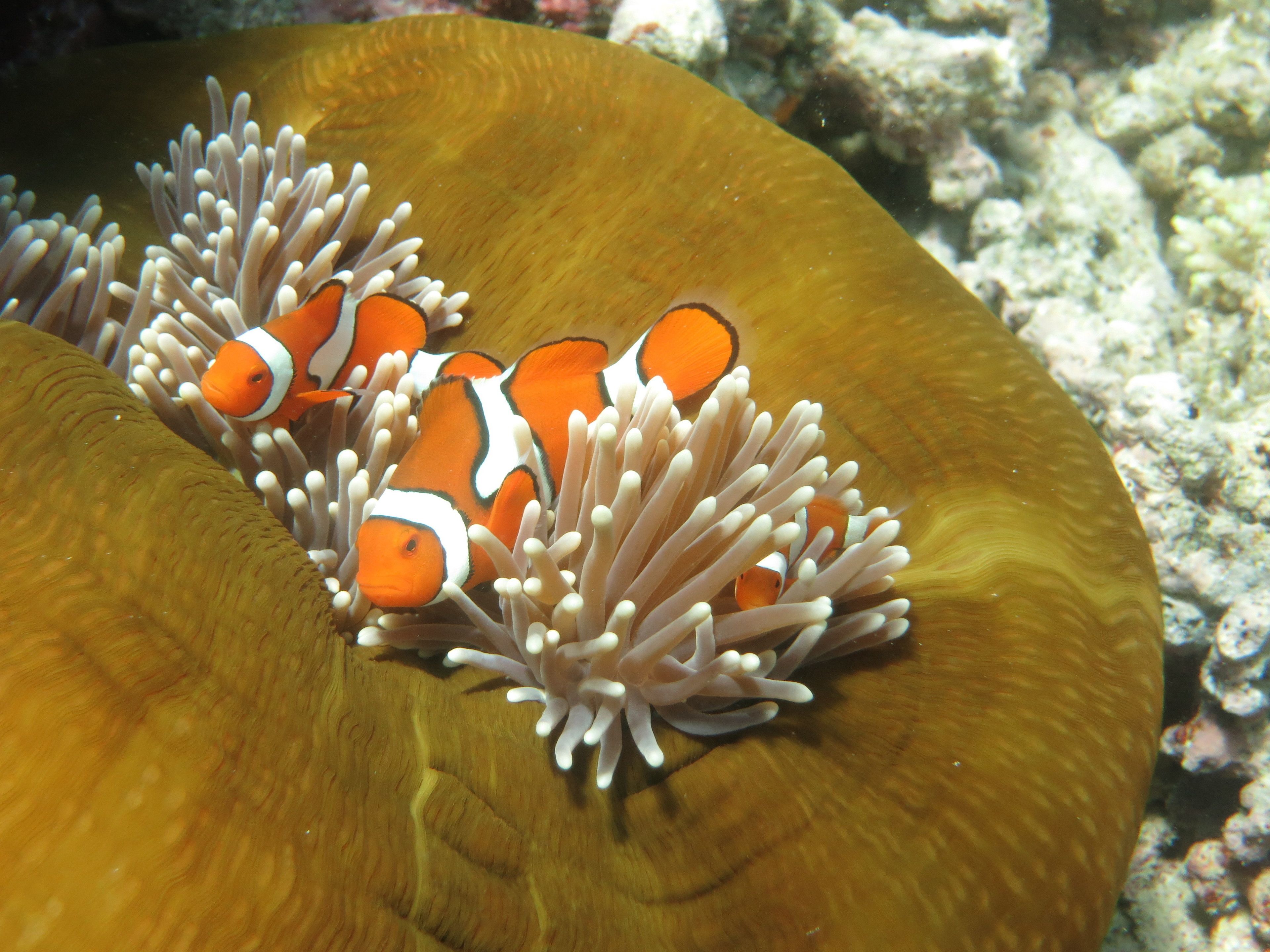 Un pesce pagliaccio tra i tentacoli di un’anemone marino.