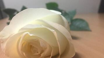 A white rose on a wooden surface.