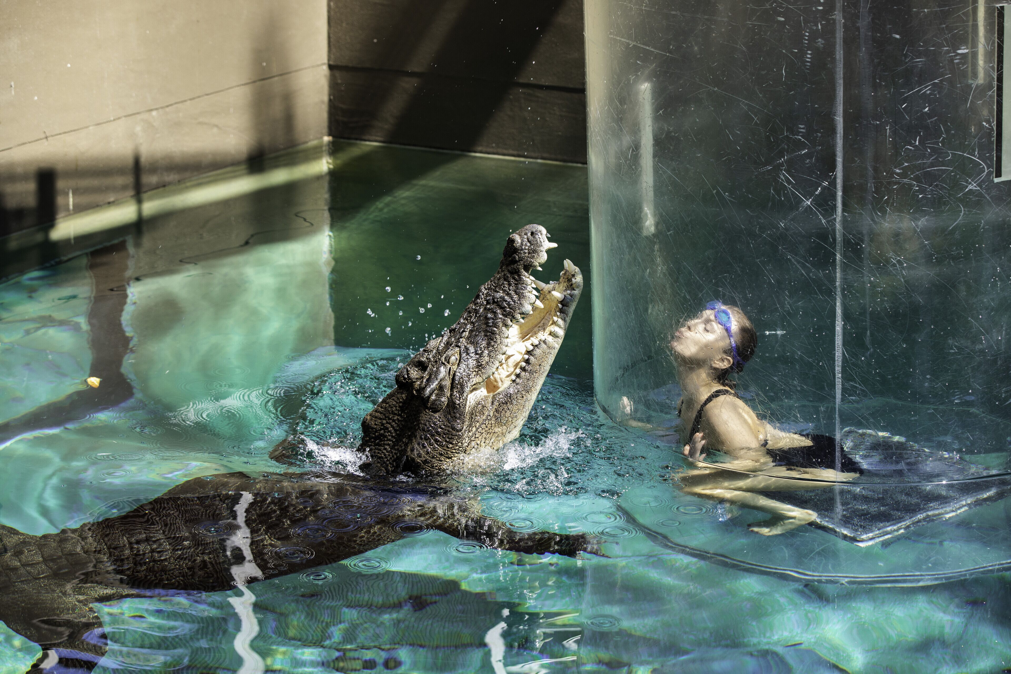 A large alligator in a clear water tank with a person sitting inside.