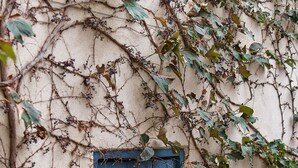 A window with blue shutters, surrounded by dense ivy on a beige wall. - La Vida de Antes (Consuegra)