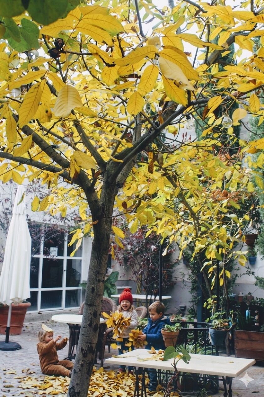 A tree with yellow leaves, a table, and potted plants in a courtyard.