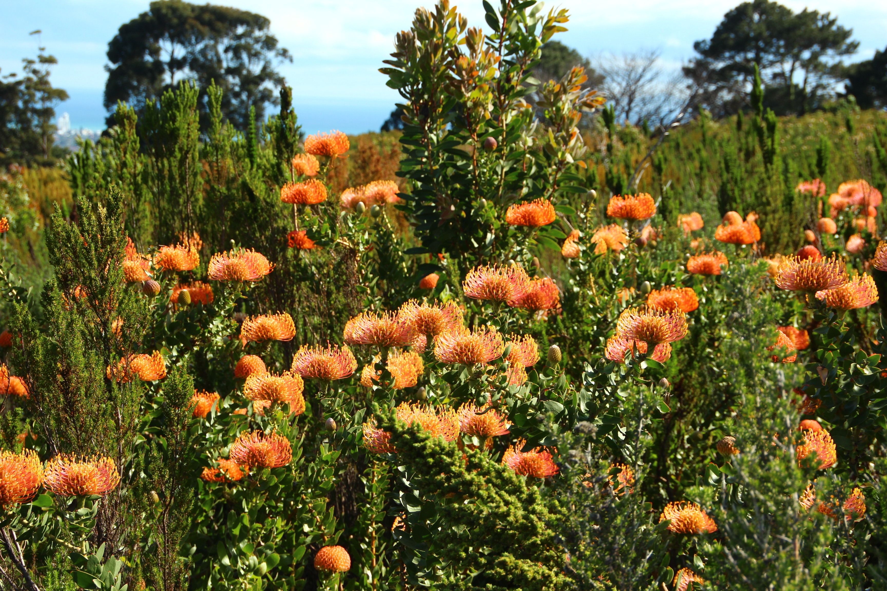 En mark med orange blomster, grønt løv og træer i baggrunden.