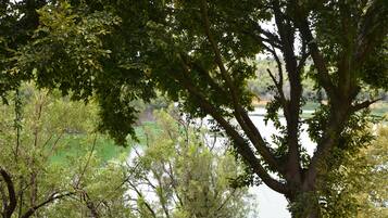 A tree-lined view with a body of water in the background.