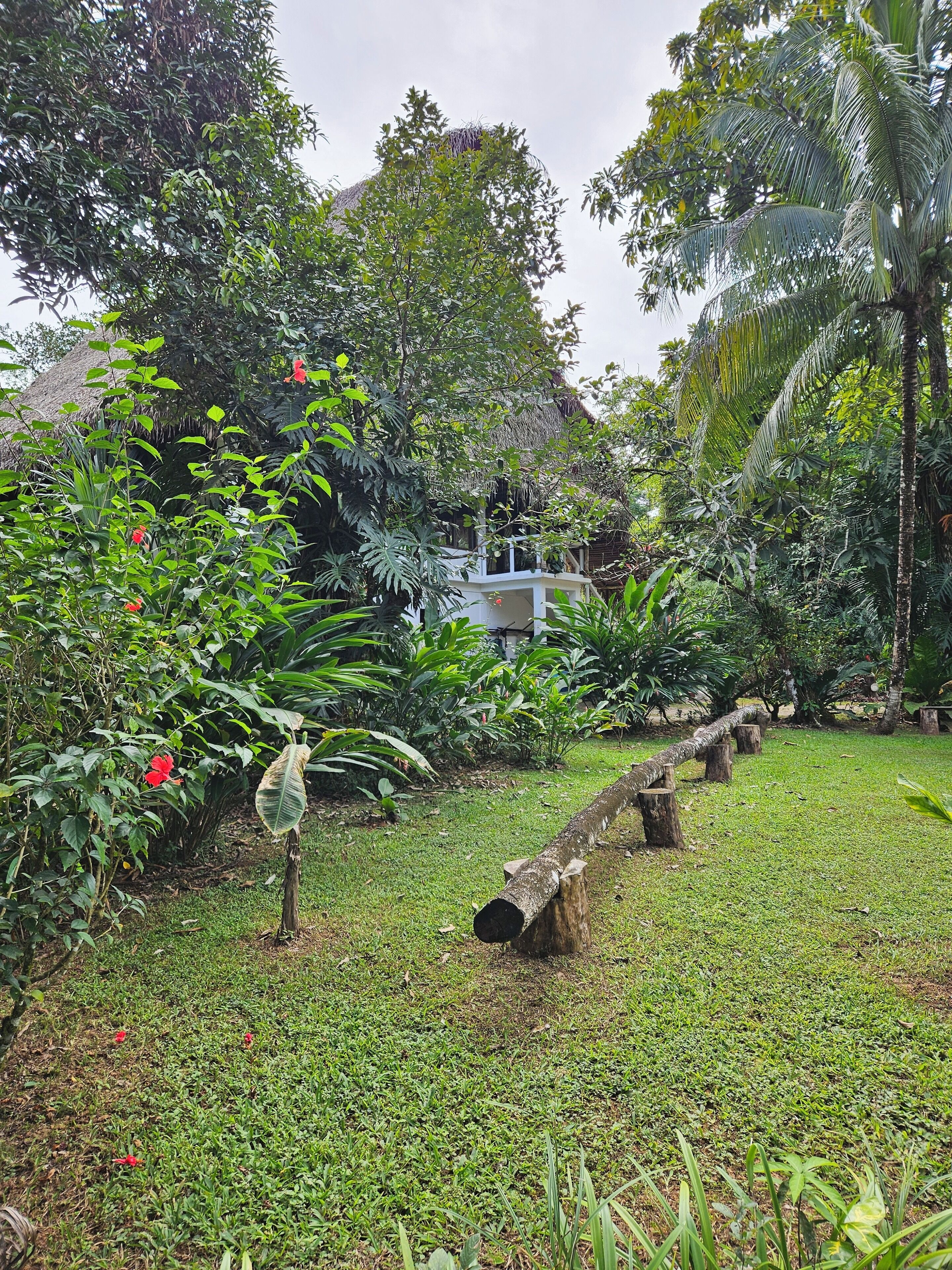 Um jardim exuberante com uma construção de colmo, cerca de madeira e diversas plantas tropicais.