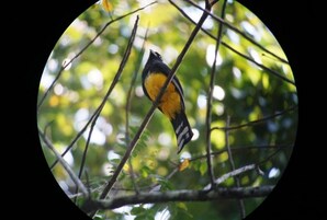 Un pájaro posado en una rama sobre un fondo verde desenfocado.