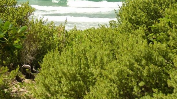 View from property - Arembepe Beach (Camacari)