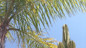 Zwei Kakteen in Töpfen vor blauem Himmel.
