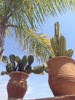 Dos cactus en macetas contra un cielo despejado.