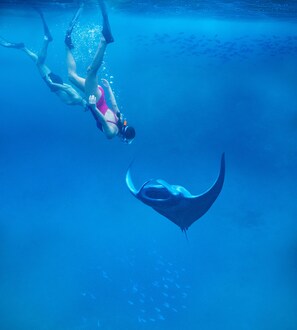 Una persona nadando bajo el agua con una manta raya.