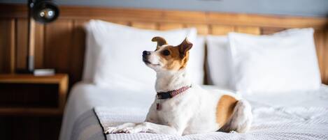 Un perro sentado en una cama con ropa de cama blanca y un cabecero de madera.