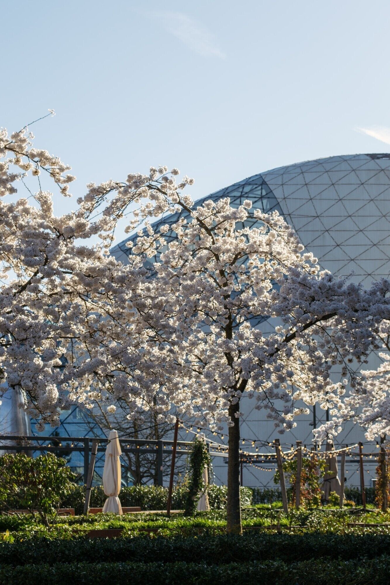 A cherry blossom tree in front of a modern building with a glass facade.