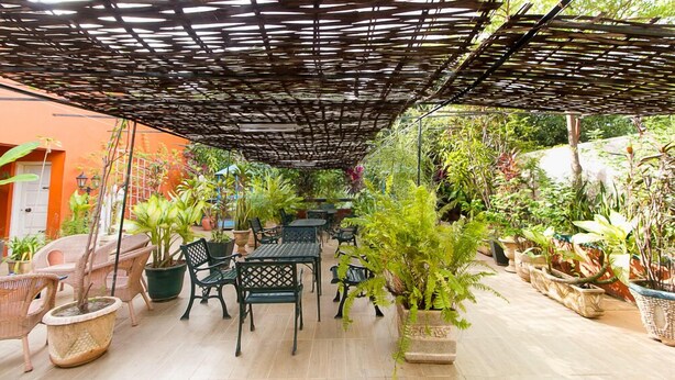 Un patio al aire libre con mesas y sillas de madera, rodeado de plantas en macetas y un dosel de bambú.