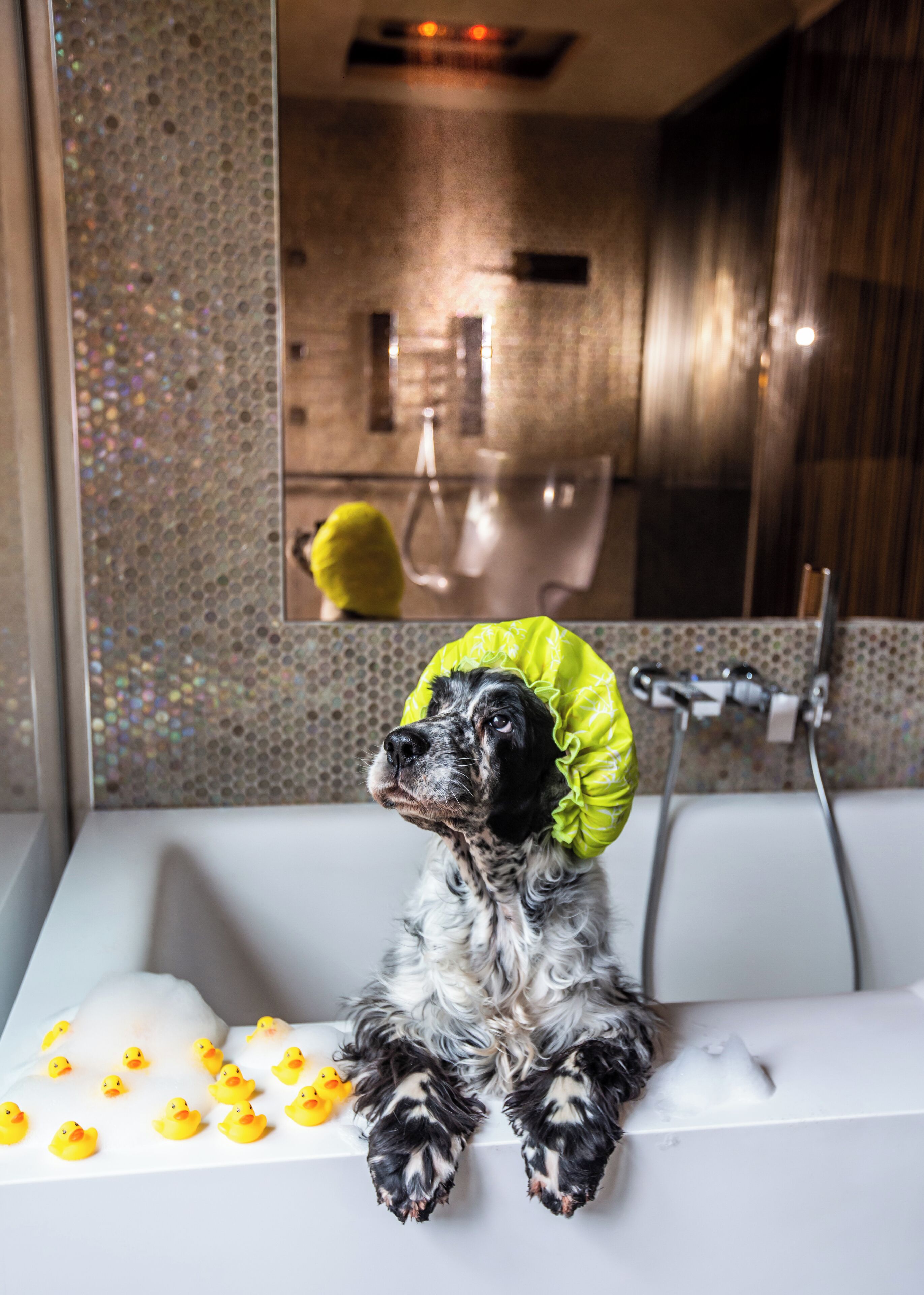 A dog in a bathtub with rubber ducks.