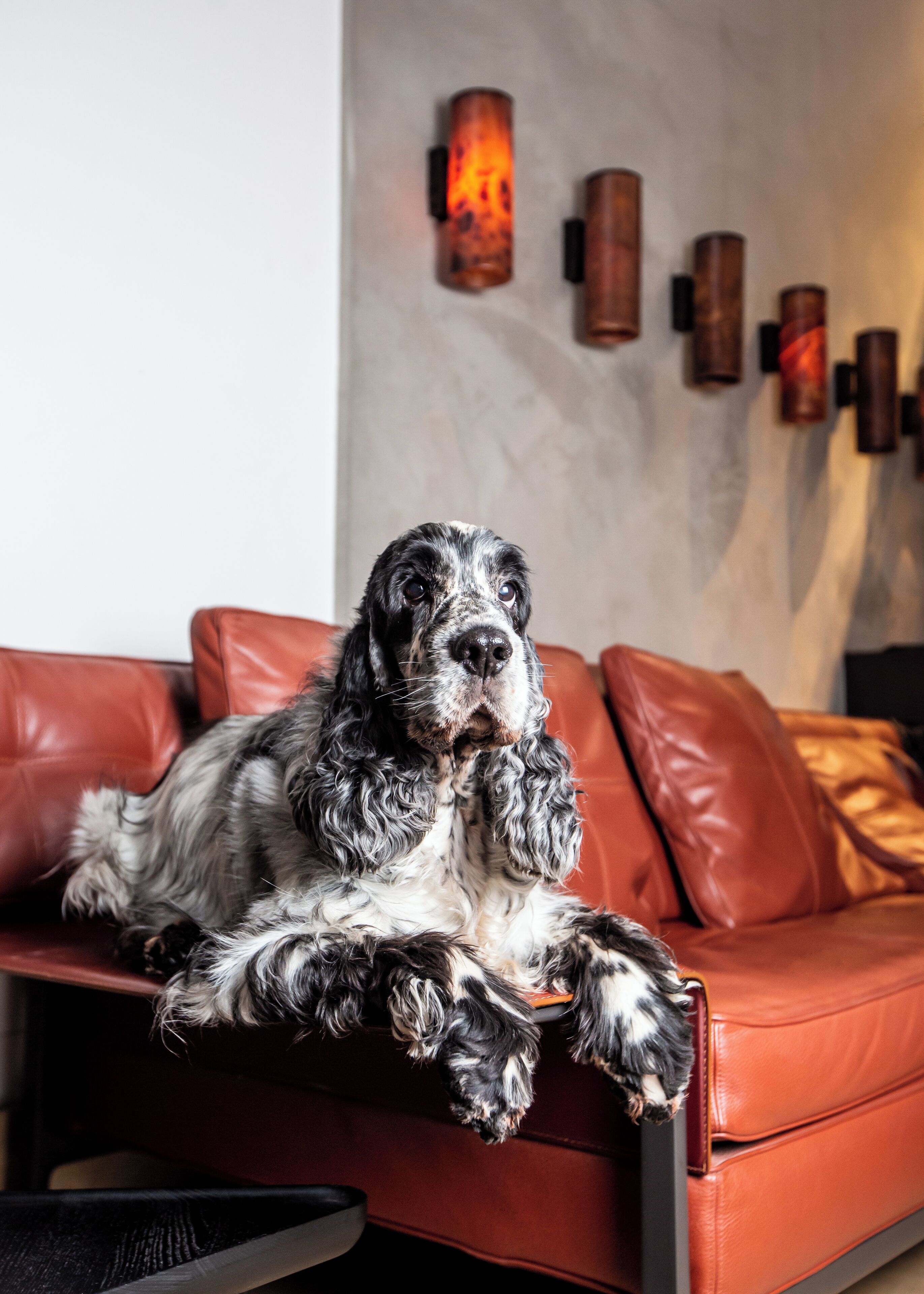 Un chien est allongé sur un canapé en cuir rouge dans une pièce dont un mur est recouvert de marbre et qui est décorée d’appliques murales.