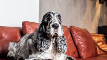 Un chien est allongé sur un canapé en cuir rouge dans une pièce dont un mur est recouvert de marbre et qui est décorée d’appliques murales.