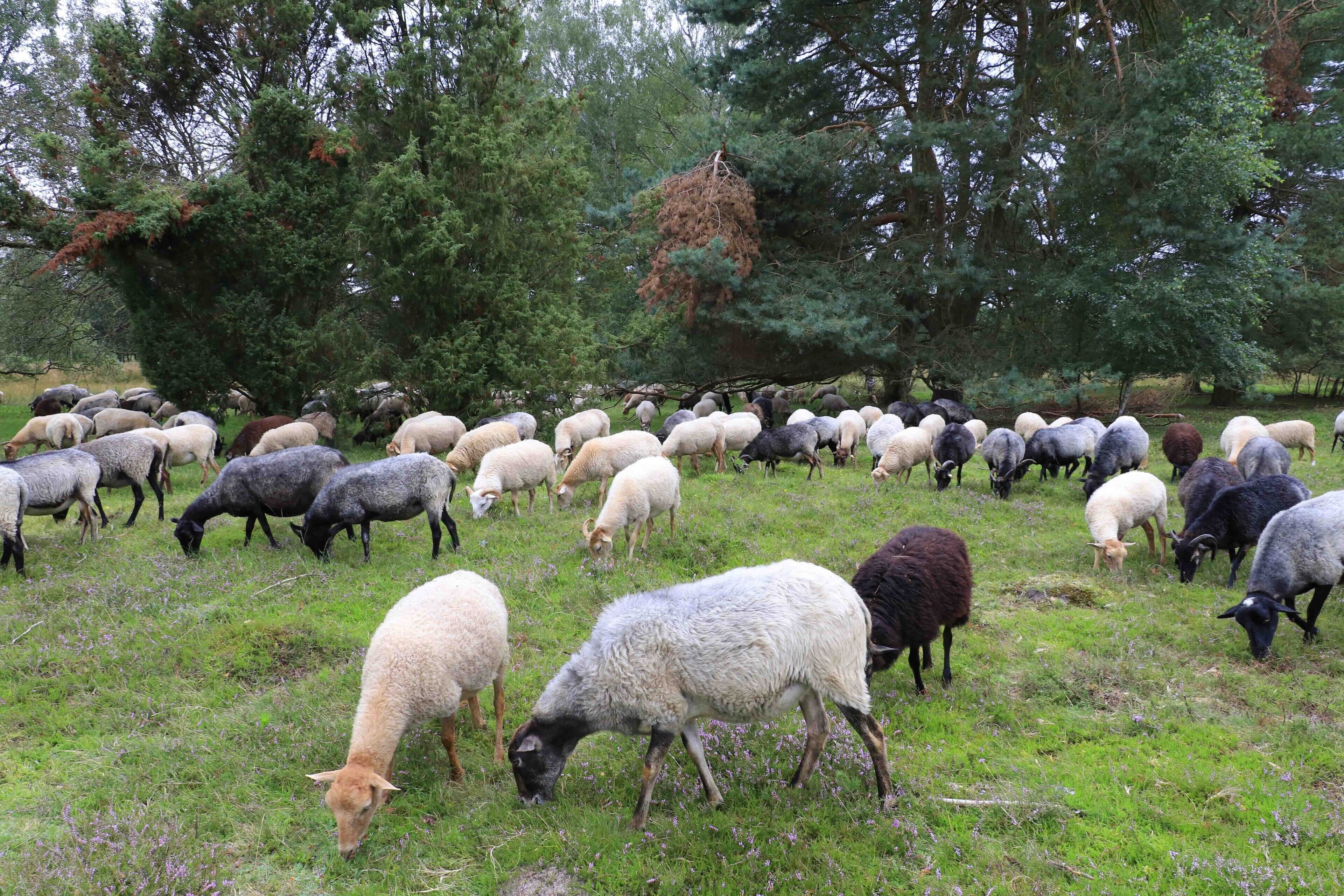Un rebaño de ovejas pastando en un campo cubierto de hierba, con árboles al fondo.