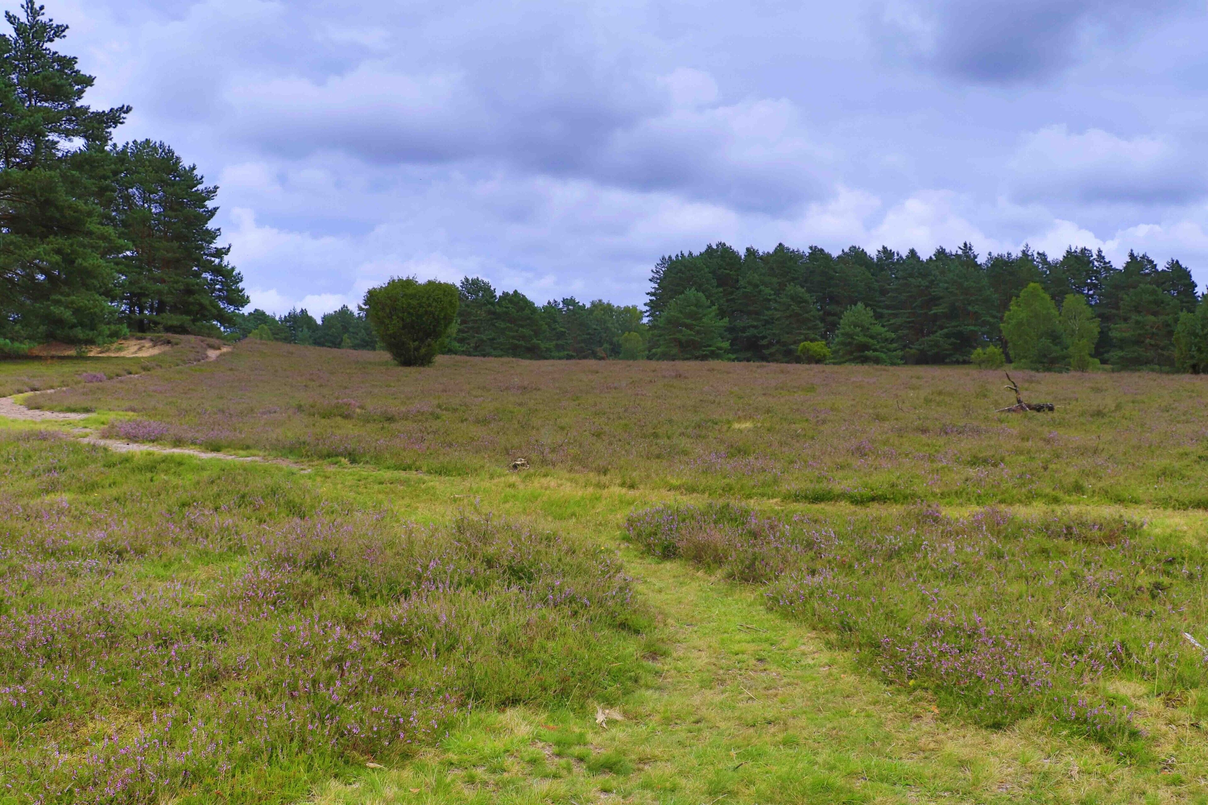 A natural landscape with a grassy field, a dirt path, and a line of trees in the background.