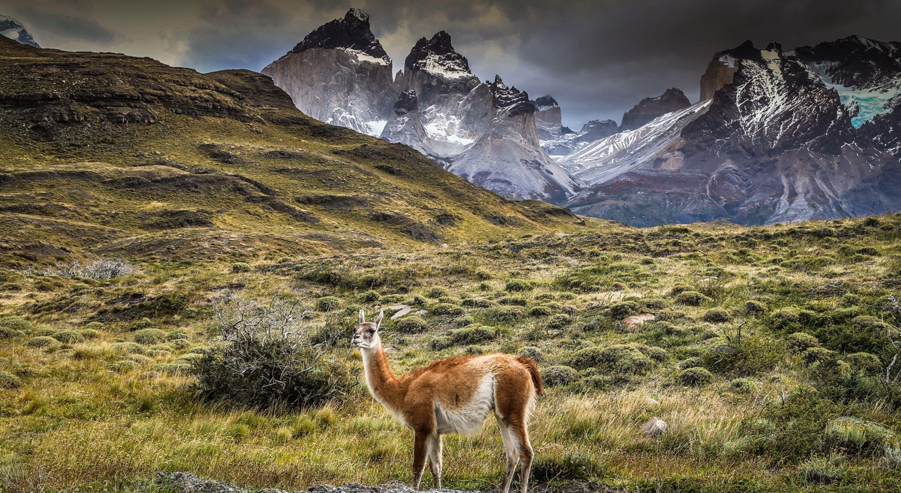 Un lama dans un champ herbeux, avec des montagnes en arrière-plan.