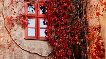 A window with red frames, partially covered by red leaves.