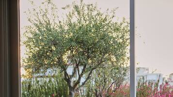 Superior Suite | View from room