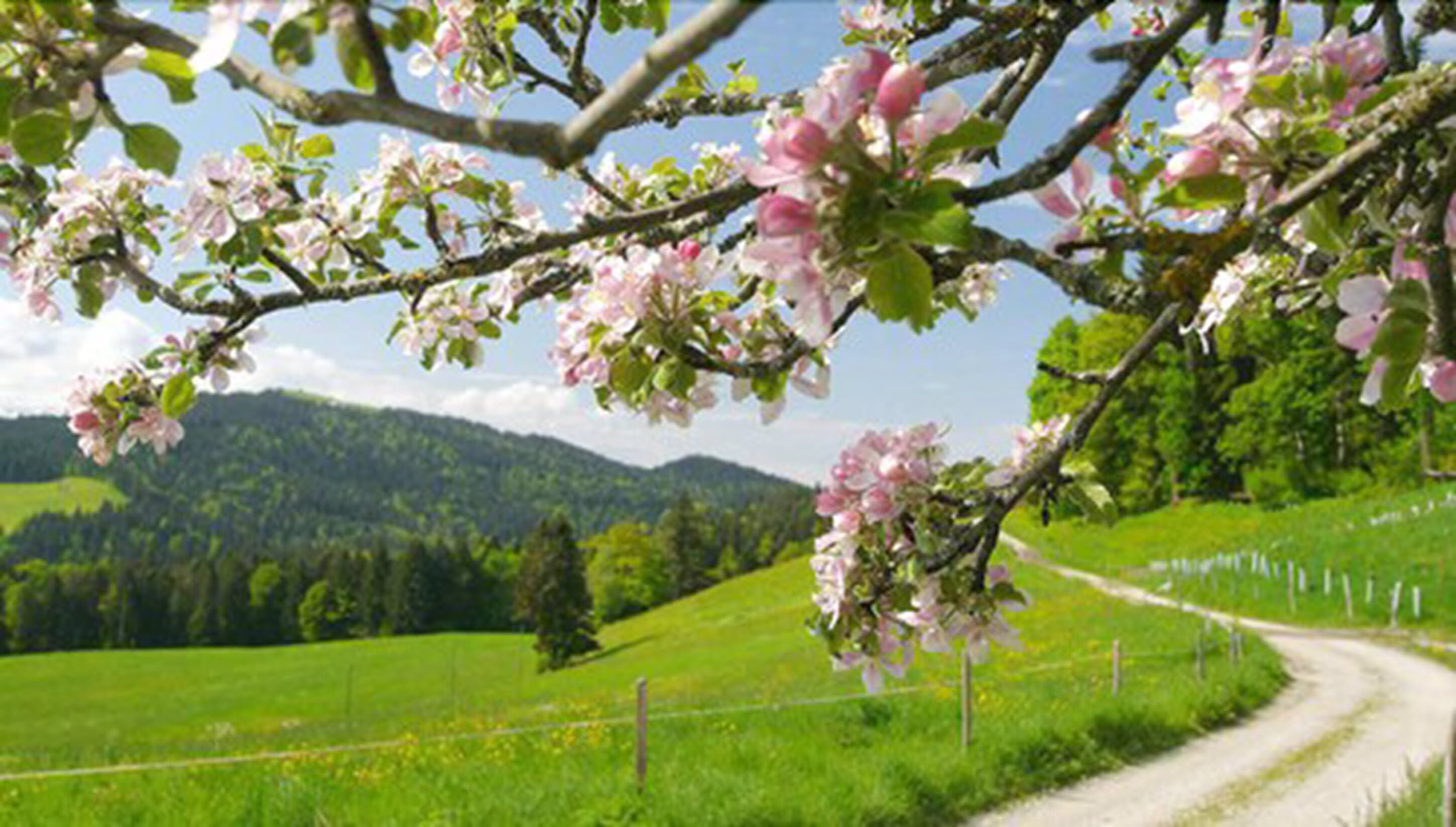 A rural landscape with a dirt road, green fields, and a tree with pink blossoms.