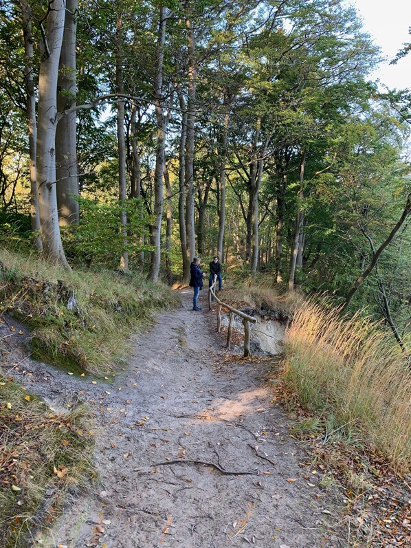 Un sentier de terre serpente à travers une zone boisée, bordée de grands arbres et d’une clôture en bois.