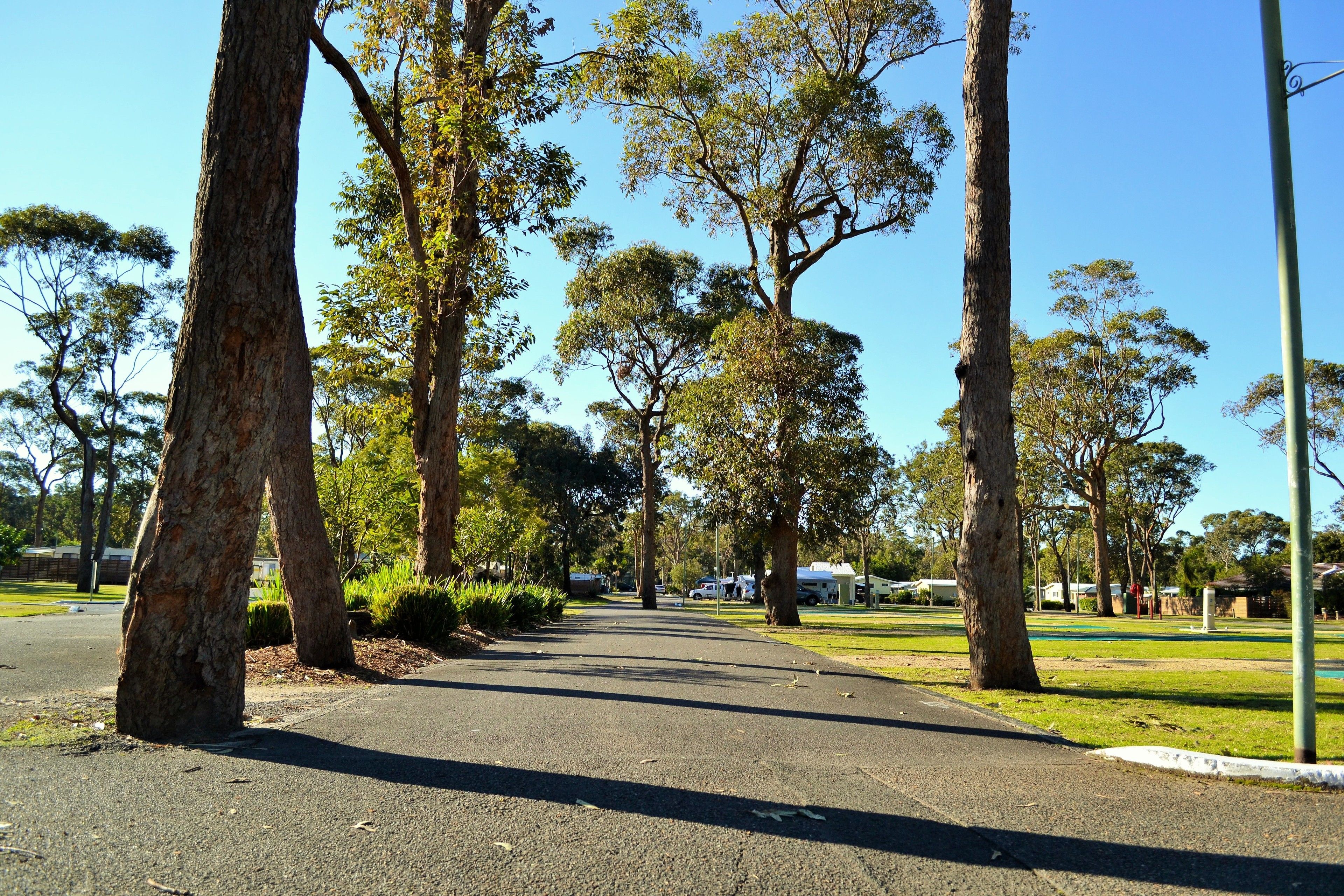 A paved pathway lined with tall trees and a clear blue sky.