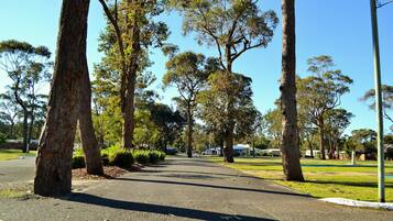 A paved pathway lined with tall trees and a clear blue sky.