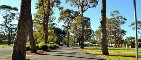 A paved pathway lined with tall trees and a clear blue sky.